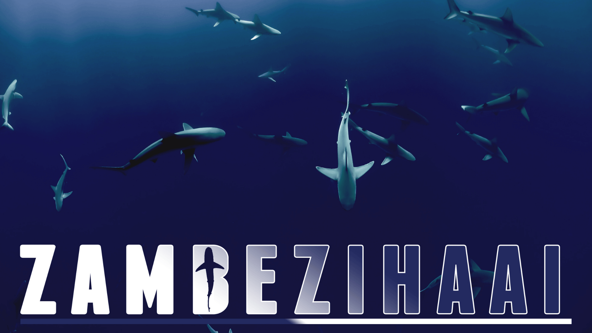 Zambezihaai